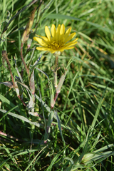 Tragopogon