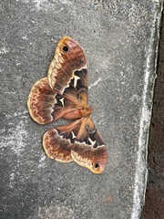 Callosamia angulifera