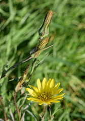Tragopogon