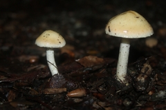 Leratiomyces percevalii