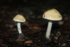 Leratiomyces percevalii