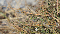 Trachyandra divaricata