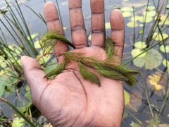 Ceratophyllum
