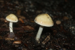 Leratiomyces percevalii