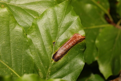 Phyllonorycter maestingella