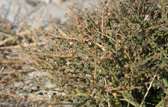 Trachyandra divaricata