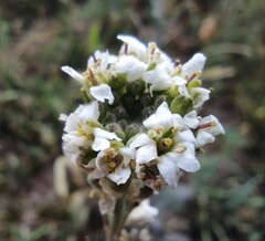 Berteroa incana