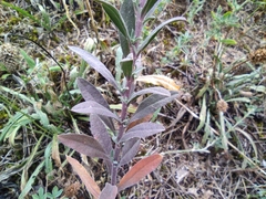 Berteroa incana