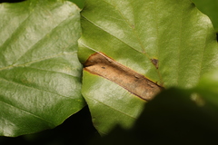 Phyllonorycter maestingella