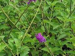 Stachytarpheta jamaicensis