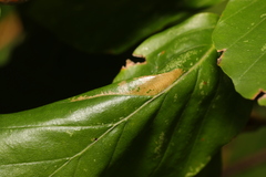 Phyllonorycter maestingella