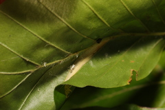 Phyllonorycter maestingella