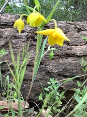 Calochortus amabilis
