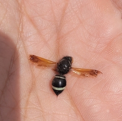 Hypodynerus vespiformis