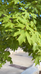 Acer grandidentatum