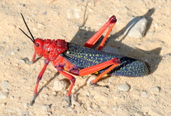 Phymateus morbillosus