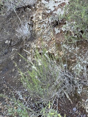 Baccharis malibuensis