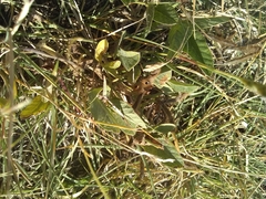 Macroptilium gibbosifolium