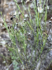 Baccharis malibuensis