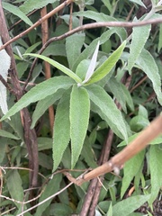 Buddleja