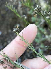 Baccharis malibuensis
