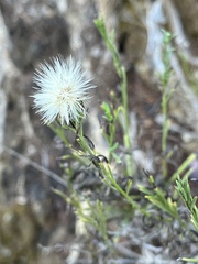 Baccharis malibuensis