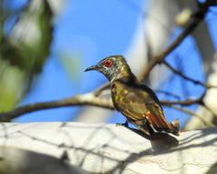 Chrysococcyx minutillus