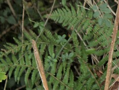 Polystichum setiferum