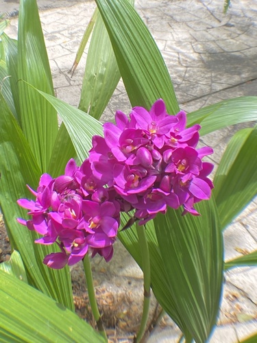 Spathoglottis unguiculata
