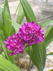 Spathoglottis unguiculata