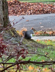 Sciurus carolinensis