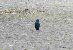 Lamprotornis chalybaeus
