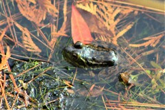 Lithobates septentrionalis