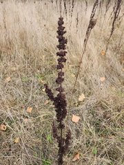 Rumex crispus