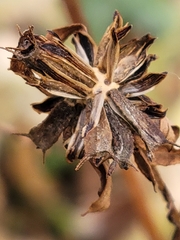 Bidens frondosa