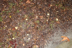 Leratiomyces percevalii