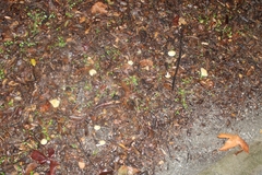 Leratiomyces percevalii