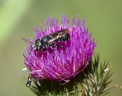 Megachilinae