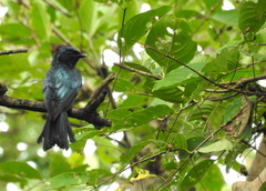 Dicrurus aeneus