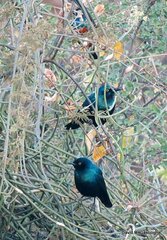 Lamprotornis chalybaeus