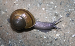 Helminthoglypta