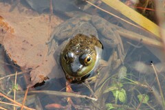 Lithobates septentrionalis