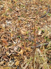 Bidens frondosa