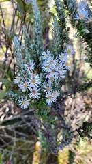 Diplostephium ericoides