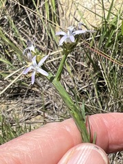Wahlenbergia huttonii