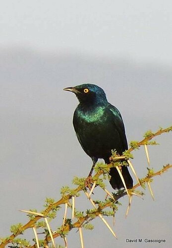 Greater Blue-eared Starling