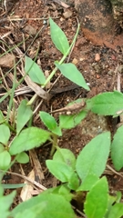 Trilophidia annulata