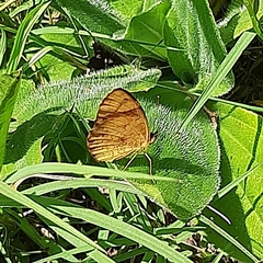 Tegosa