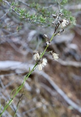 Baccharis malibuensis