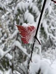 Acer glabrum douglasii